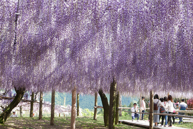 紫藤花