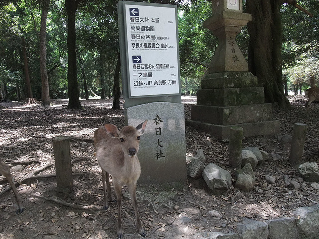 春日大社