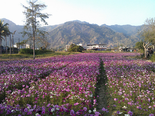 2014美濃花田