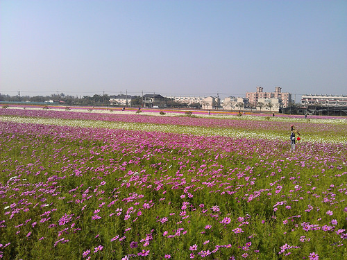 美濃花田