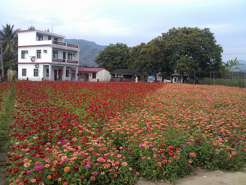 2014美濃花海