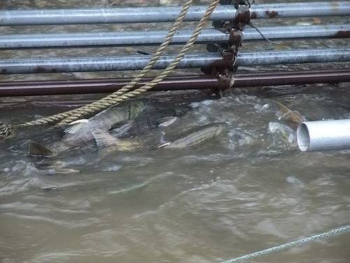 印地安水車鮭魚回遊