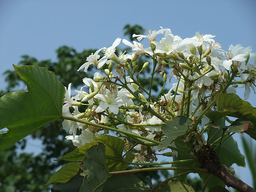 桐花