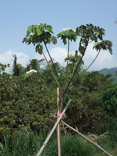 油桐樹