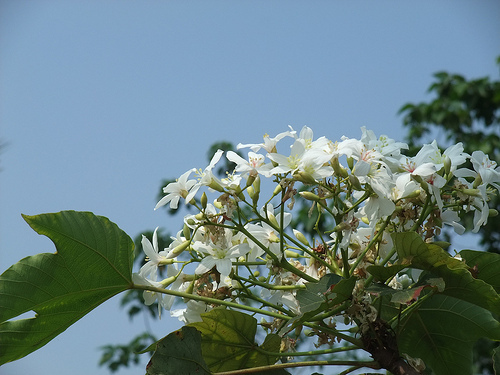 桐花