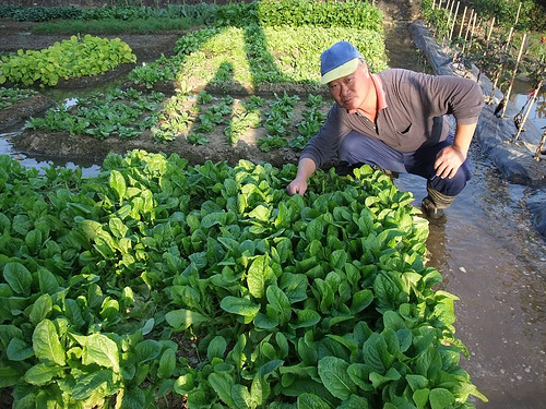 菜園主人與他的菜