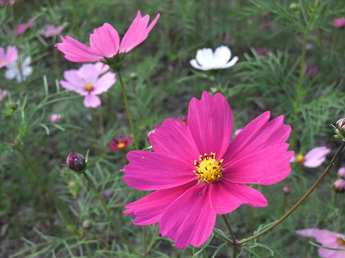 大波斯菊