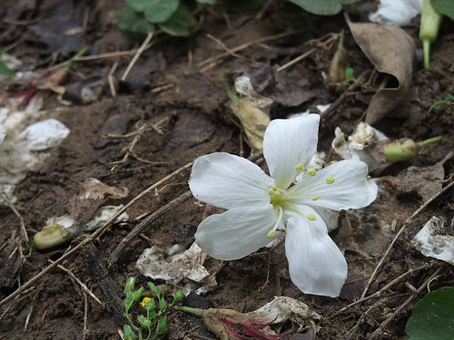 桐花