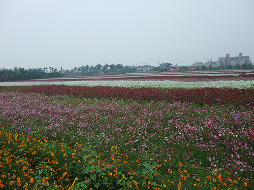 美濃花海