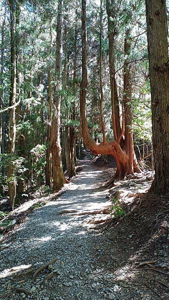 馬崙山*谷關七雄老二~五葉松、樹根路、馬崙名樹