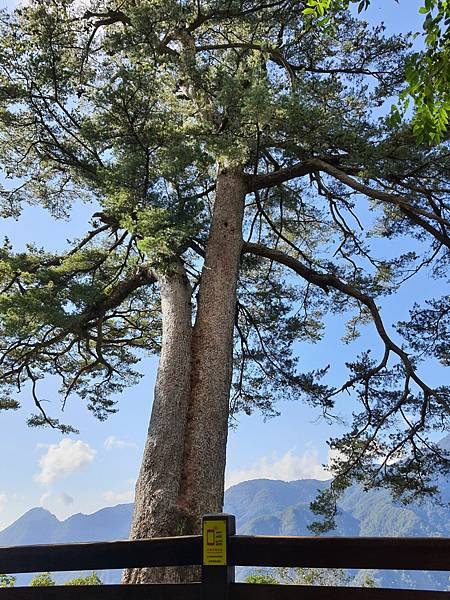 馬崙山*谷關七雄老二~五葉松、樹根路、馬崙名樹