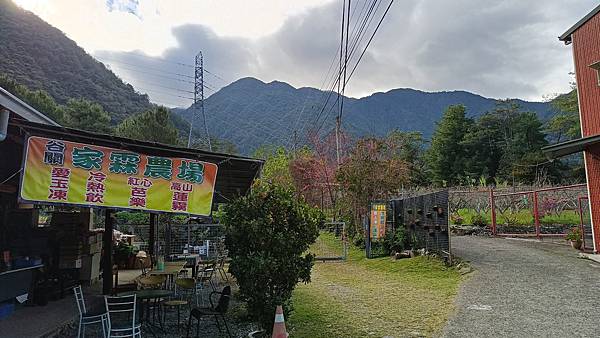 馬崙山*谷關七雄老二~五葉松、樹根路、馬崙名樹