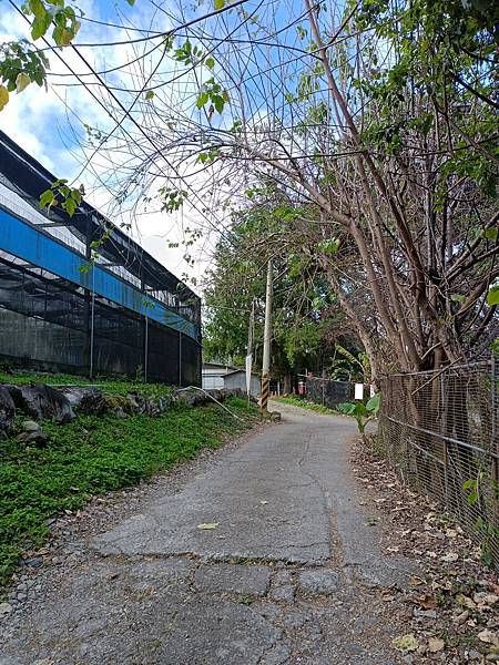 馬崙山*谷關七雄老二~五葉松、樹根路、馬崙名樹