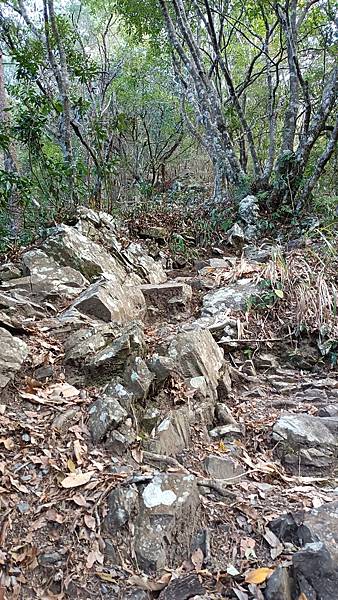 馬崙山*谷關七雄老二~五葉松、樹根路、馬崙名樹