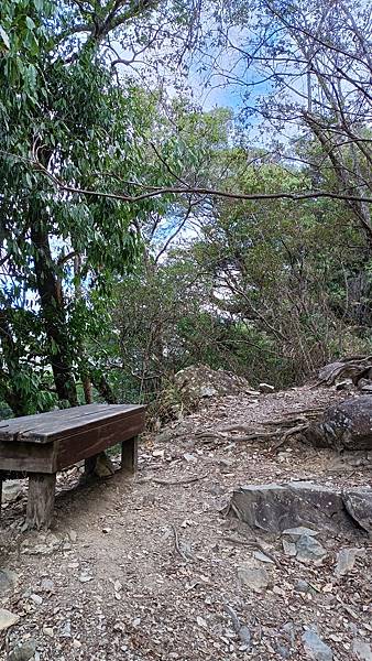 馬崙山*谷關七雄老二~五葉松、樹根路、馬崙名樹