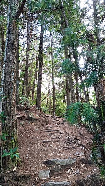 馬崙山*谷關七雄老二~五葉松、樹根路、馬崙名樹