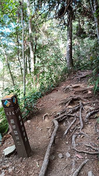 馬崙山*谷關七雄老二~五葉松、樹根路、馬崙名樹