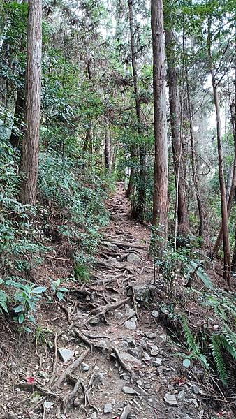 馬崙山*谷關七雄老二~五葉松、樹根路、馬崙名樹