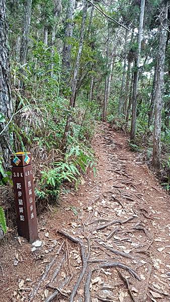 馬崙山*谷關七雄老二~五葉松、樹根路、馬崙名樹