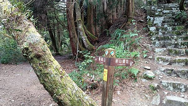 馬崙山*谷關七雄老二~五葉松、樹根路、馬崙名樹