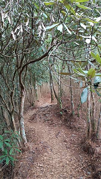 馬崙山*谷關七雄老二~五葉松、樹根路、馬崙名樹