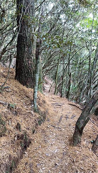 馬崙山*谷關七雄老二~五葉松、樹根路、馬崙名樹