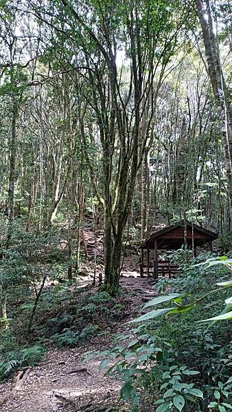 馬崙山*谷關七雄老二~五葉松、樹根路、馬崙名樹