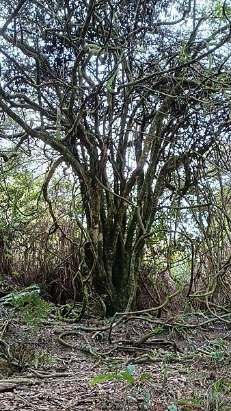 馬崙山*谷關七雄老二~五葉松、樹根路、馬崙名樹