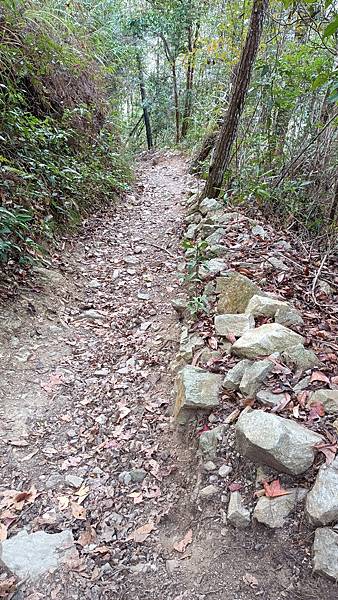 馬崙山*谷關七雄老二~五葉松、樹根路、馬崙名樹