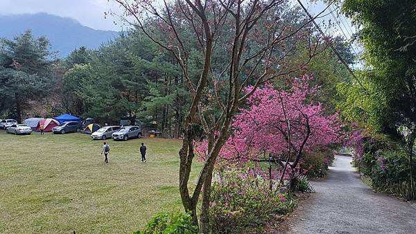 馬崙山*谷關七雄老二~五葉松、樹根路、馬崙名樹