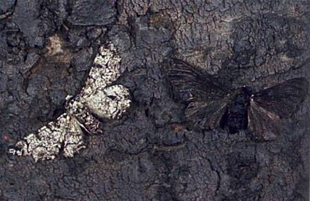 pepper_moth2-624x404.jpg pepper_moth2-624x404.jpg