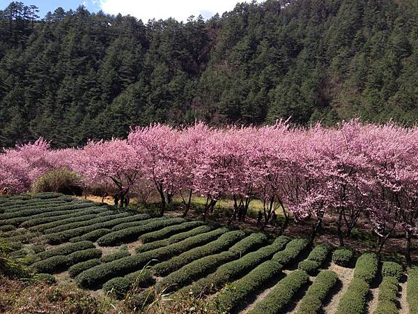 櫻花和茶園