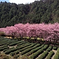 櫻花和茶園