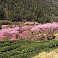 茶園種了一圈櫻花林