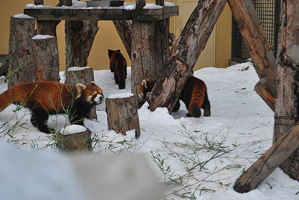 旭山動物園05.JPG