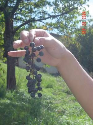 偷摘的小葡萄