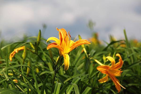 花東四日遊0188