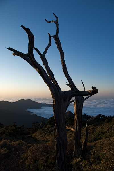 嘉明湖Day2-1向陽山-36.jpg