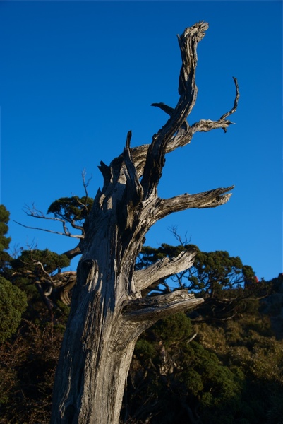 嘉明湖Day2-1向陽山-48.jpg