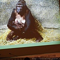 猩猩怎麼餵---學牠樣就對了