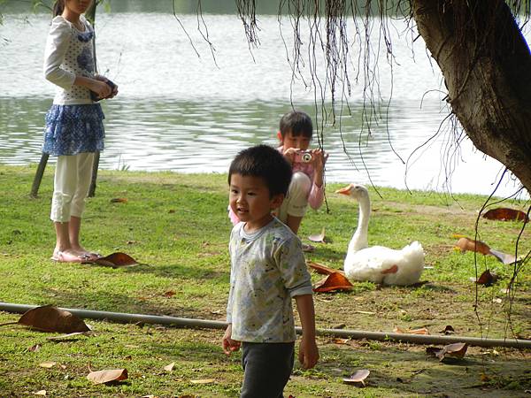 小孩與鵝