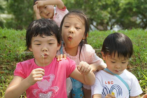 母奶種子就像蒲公英