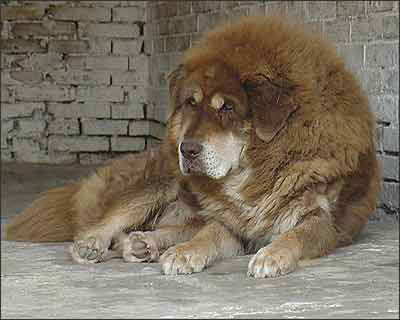 西藏獒犬2.jpg