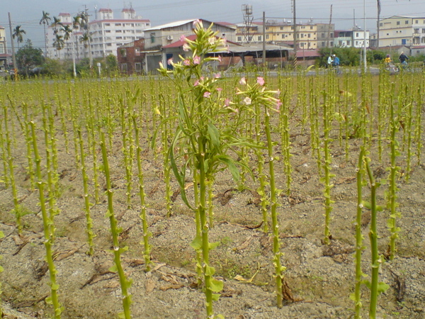 煙草花