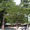 940828-A北海道神社06-昭和天皇種的樹.JPG