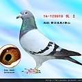 14-129919_調整大小.jpg
