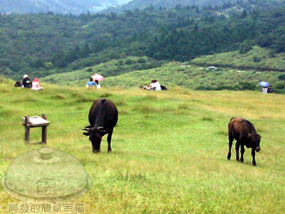 20110813-擎天崗08.jpg