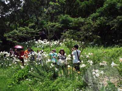 白石湖n後湖濕地26-百荷花徑