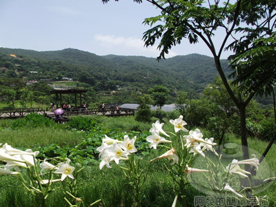 白石湖n後湖濕地18-後湖濕地一角