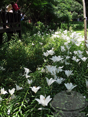 白石湖n後湖濕地20-綻放的百合花海